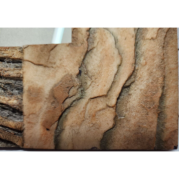 Fancy Frames 3D Resin-Type 'Woods' Themed 2.5 x 2.5 Frame Area, New w/o Box - Picture 6 of 8